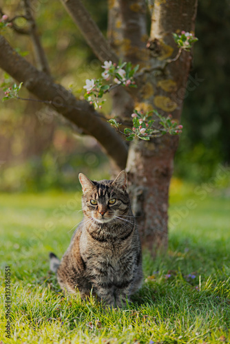 Pretty tabby cat sits on green grass near a tree in a spring garden, looking curiously ahead. Outside in a spring garden with trees and plants