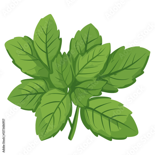 Culinary borage herbs leaf illustration plant art vector