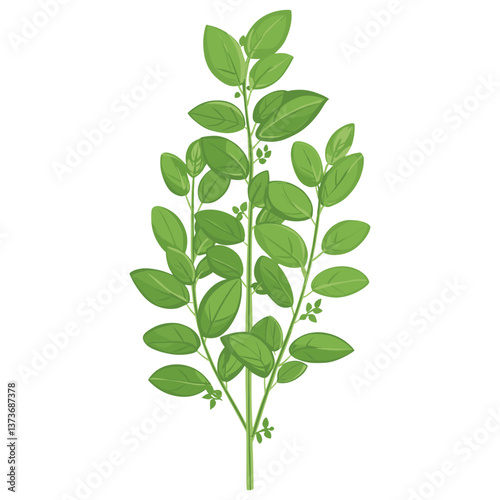 Culinary melissa herb leaf herbs illustration plant vector