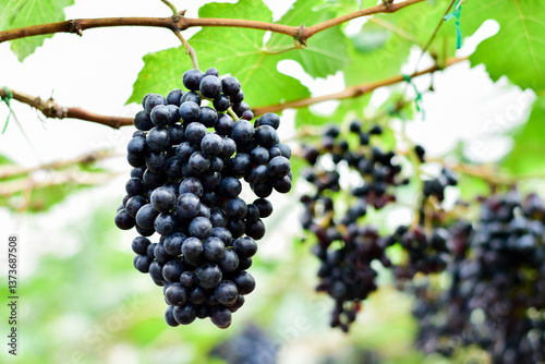 Fresh Black Grapes Hanging on Vine in Vineyard