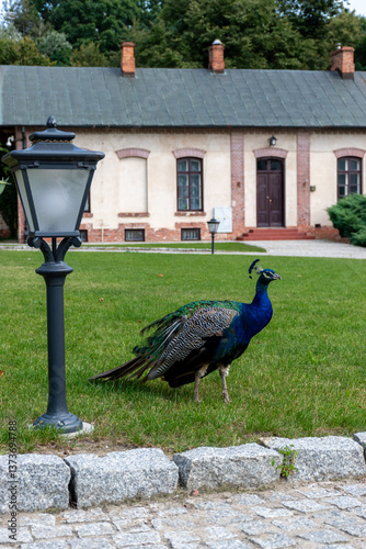 Peacock walking on the green lawn in the city park near the streetlight.