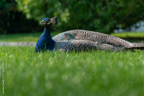 Peacock laying on the green lawn in the city park. Male peacock.