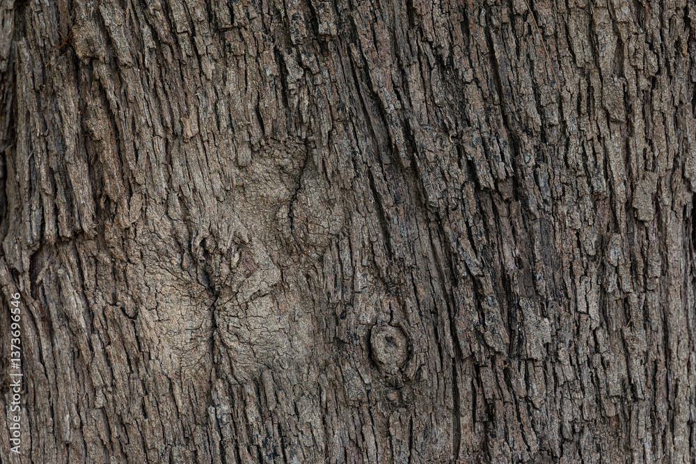 bark of a tree close up bark of a tree close up