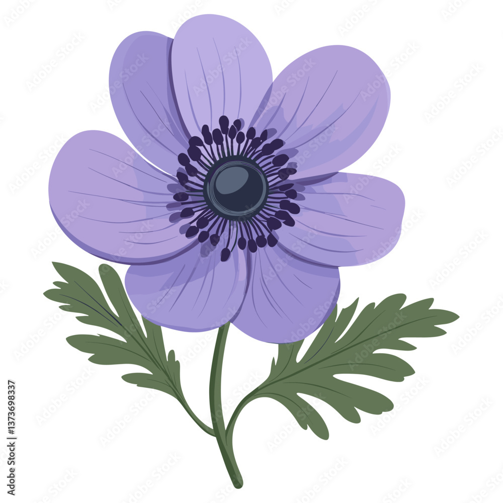 Anemone flower illustration anemone vector