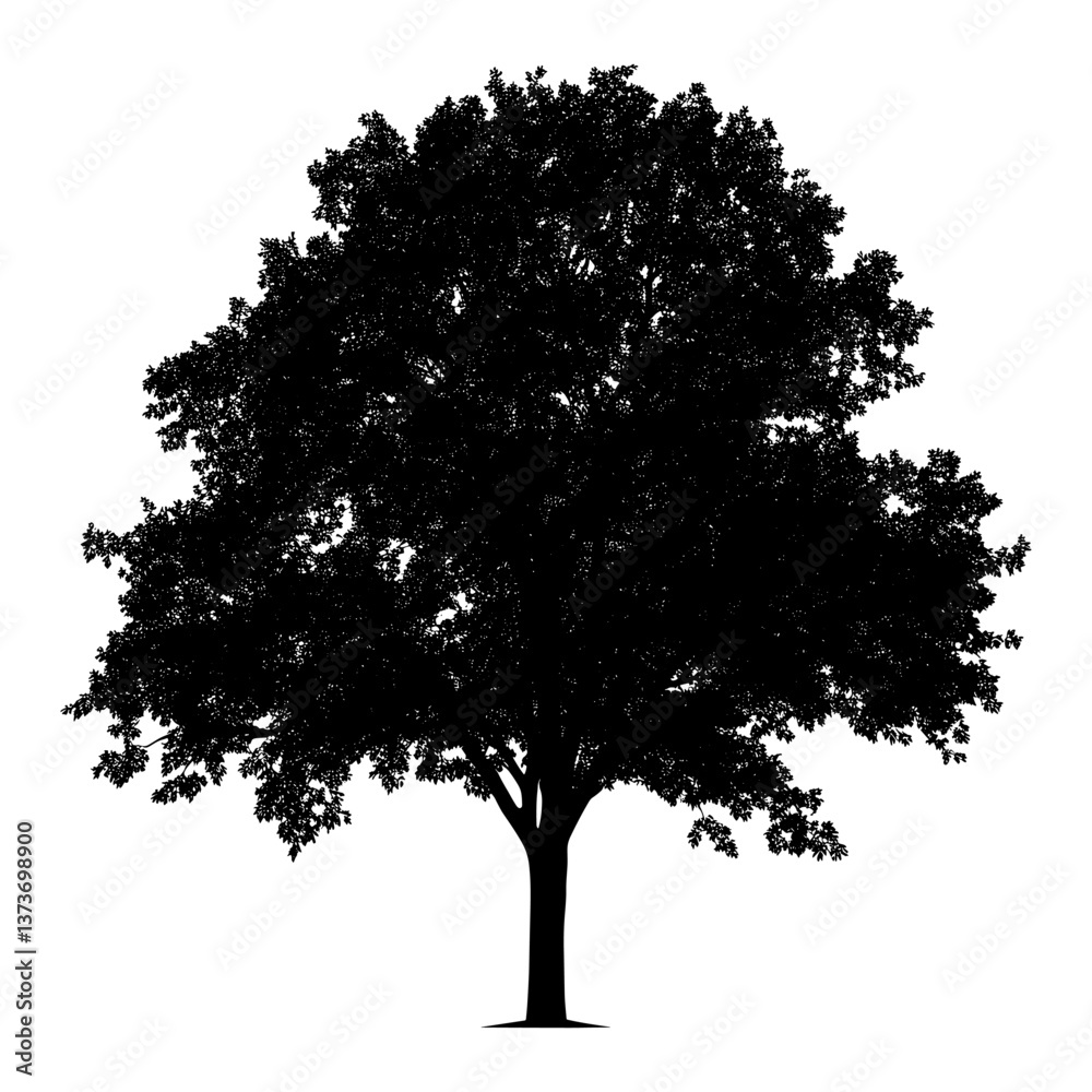 Fototapeta premium Maple tree outline silhouette white illustration vector