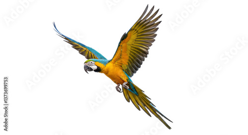 Isolated Flying Macaw