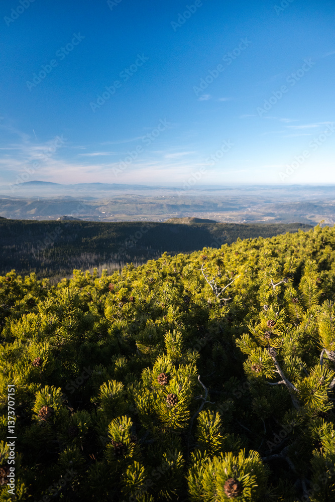 Mountain pine, a plant that lives in difficult climatic conditions.