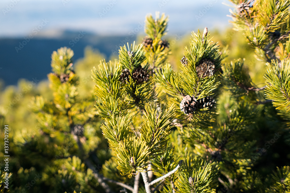 Mountain pine, a plant that lives in difficult climatic conditions.