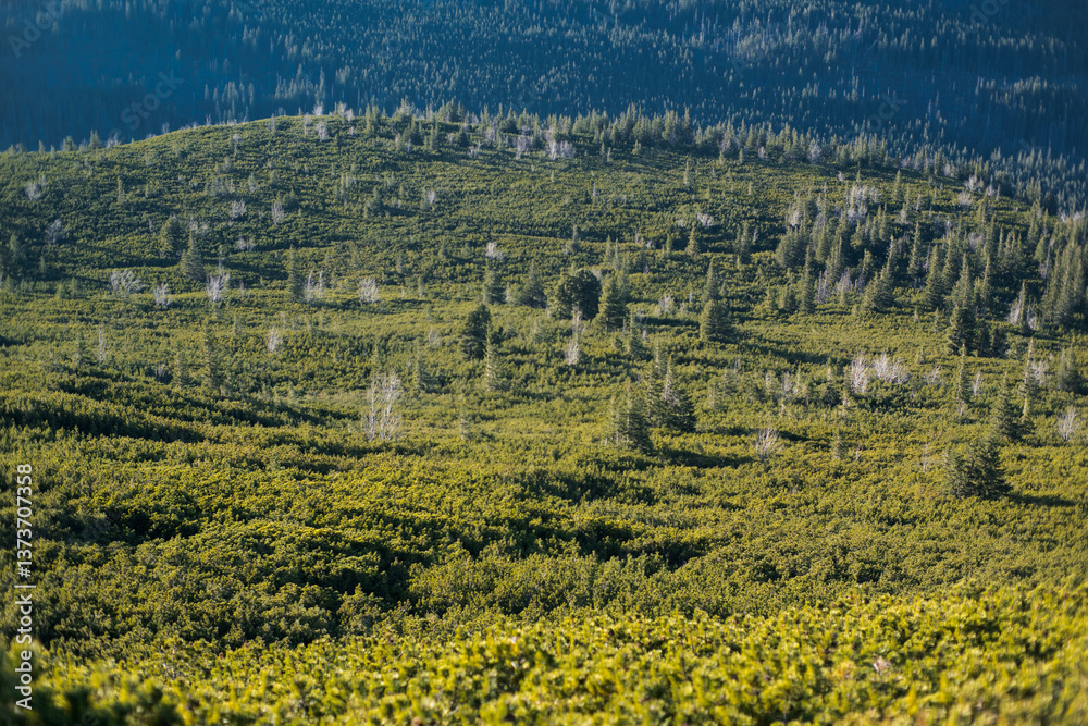 Subalpine vegetation in high mountains. Tatra Landscape.