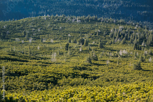 Obraz na płótnie Subalpine vegetation in high mountains. Tatra Landscape. w salonie