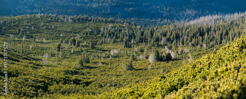 Obraz na płótnie Subalpine vegetation in high mountains. Tatra Landscape. w salonie
