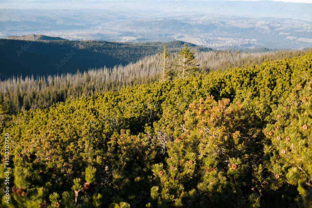 Mountain pine, a plant that lives in difficult climatic conditions.
