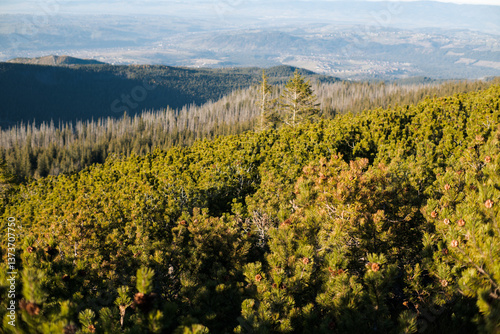 Obraz na płótnie Mountain pine, a plant that lives in difficult climatic conditions. w salonie