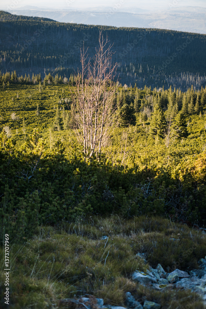Subalpine vegetation in high mountains. Tatra Landscape.