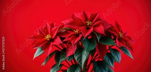Vibrant red poinsettia blooms against a solid red backdrop, xmas, seasonal, element