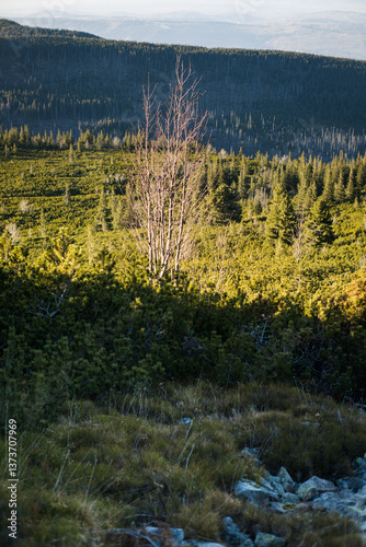 Obraz na płótnie Subalpine vegetation in high mountains. Tatra Landscape. w salonie