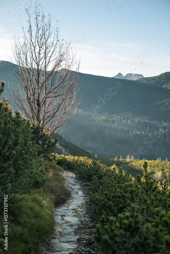 High mountain trail in the High Tatras. A journey along rocky paths among dwarf pines and high mountain peaks.