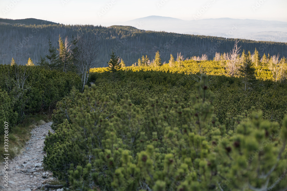 High mountain trail in the High Tatras. A journey along rocky paths among dwarf pines and high mountain peaks.
