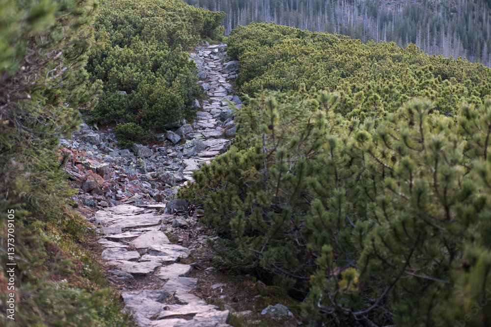 High mountain trail in the High Tatras. A journey along rocky paths among dwarf pines and high mountain peaks.