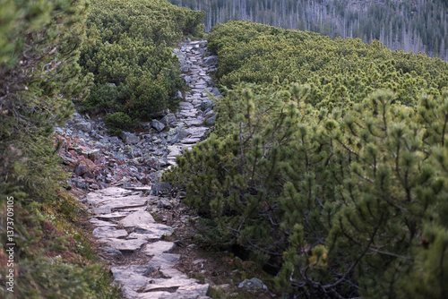 Obraz na płótnie High mountain trail in the High Tatras. A journey along rocky paths among dwarf pines and high mountain peaks. w salonie