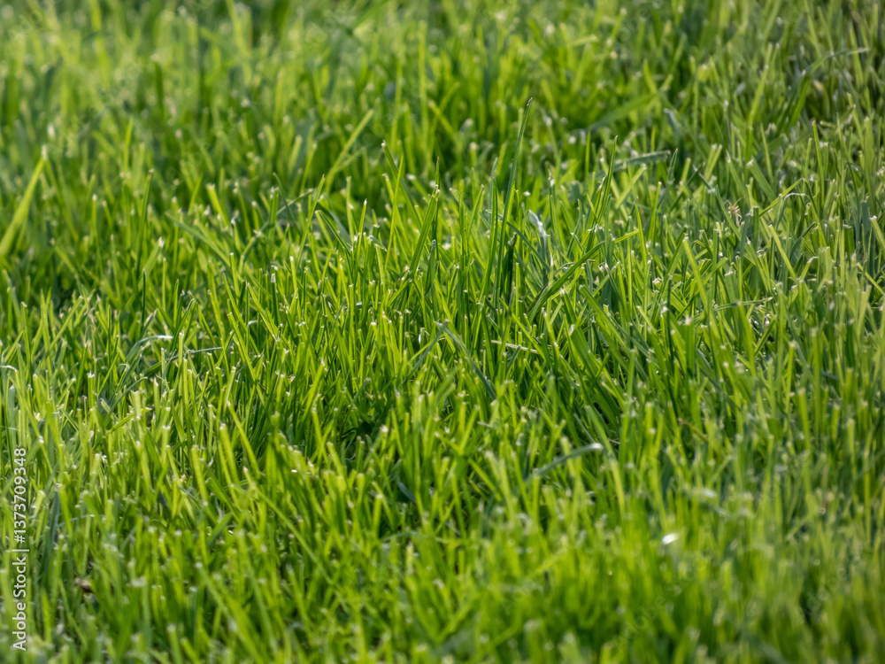 Close-up of a lawn with long, green grass in spring in bright sunlight Close-up of a lawn with long, green grass in spring in bright sunlight