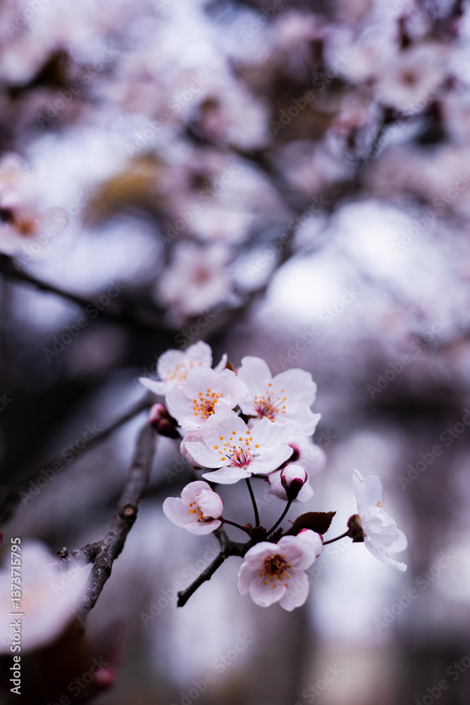 An extraordinarily beautiful atmosphere of spring, nature blooming full of life. An extraordinarily beautiful atmosphere of spring, nature blooming full of life.