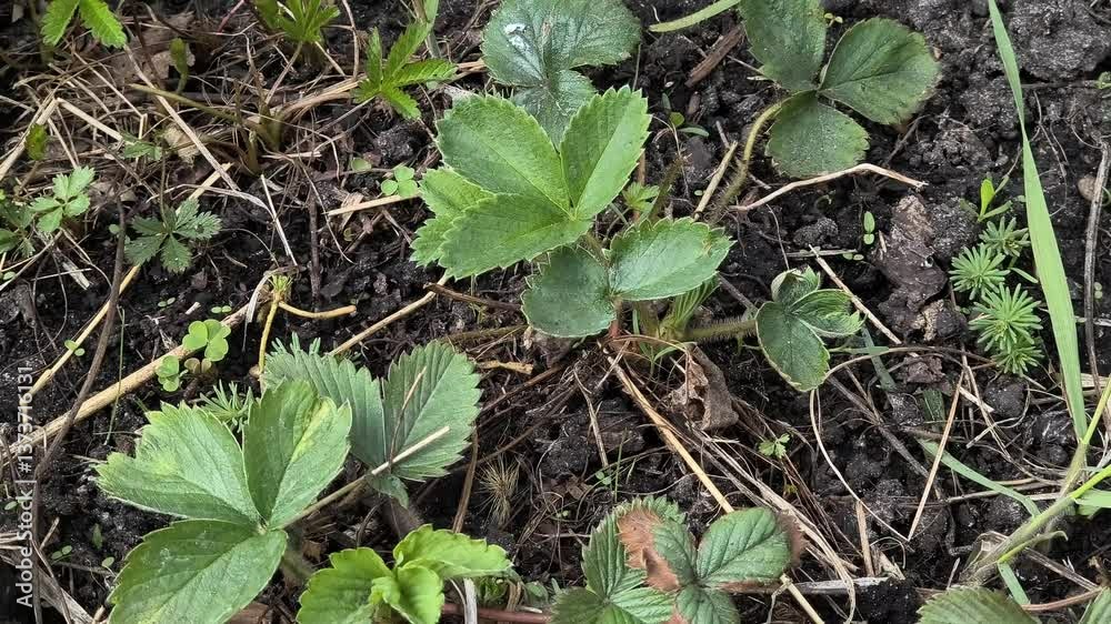 strawberry bushes. strawberry leaves in spring. strawberries growing in the ground. live camera strawberry bushes. strawberry leaves in spring. strawberries growing in the ground. live camera