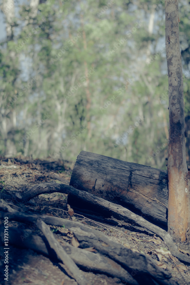 Obraz premium A cut tree down in a forest 