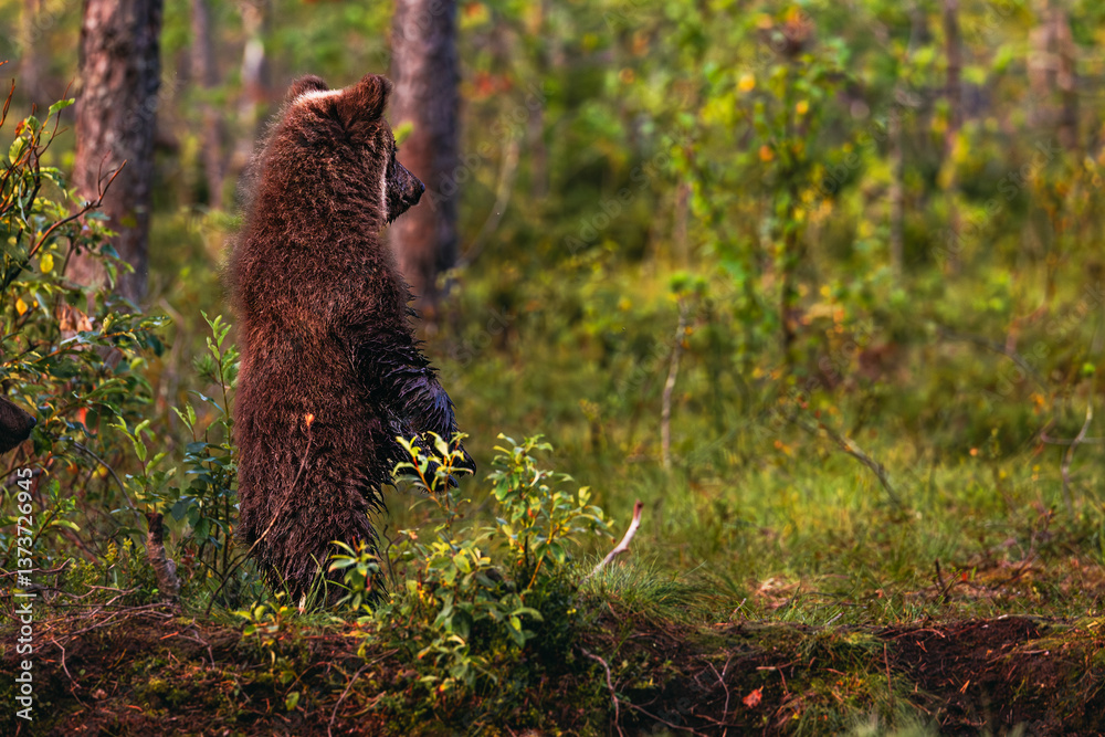 brown bear cub