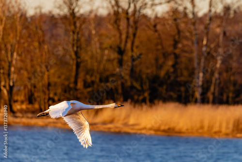 Fototapeta Naklejka Na Ścianę i Meble -  swan in flight over lake