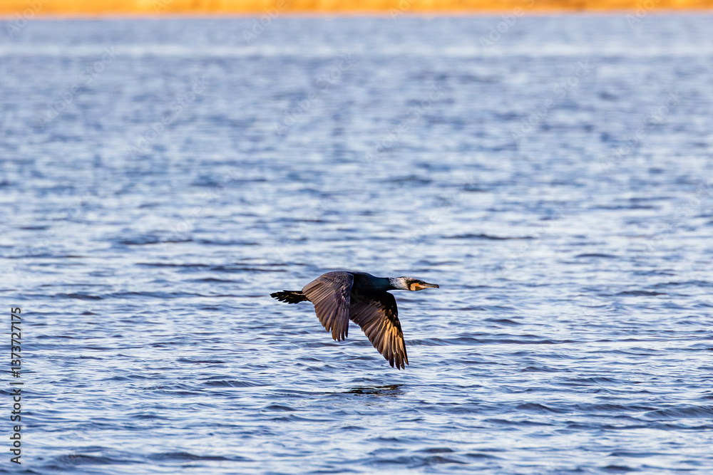 great cormorant