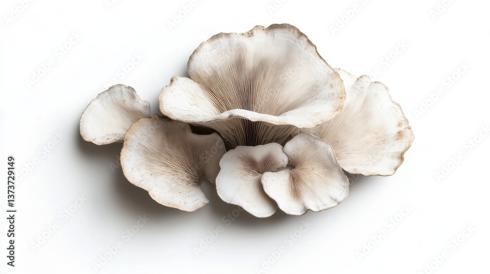 Delicate and Elegant White Mushroom Arrangement with Unique Gills on a Clean Background for Culinary or Nature-Themed Visuals Delicate and Elegant White Mushroom Arrangement with Unique Gills on a Clean Background for Culinary or Nature-Themed Visuals