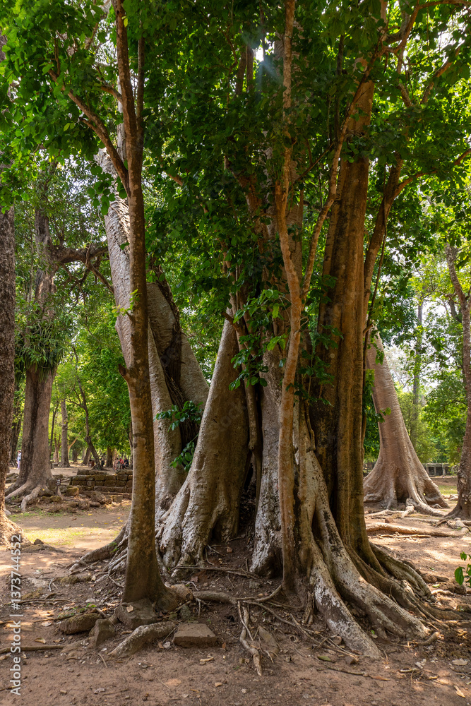 Fototapeta premium trees in the forest