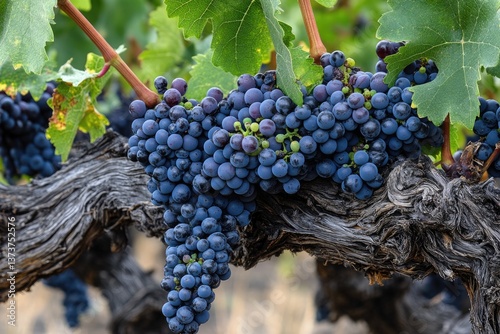 Old Vine Zinfandel Grapes Closeup at Lodi, California Vineyard