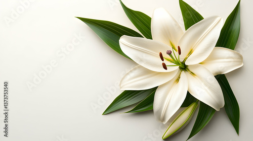 White Lily Blossom with Green Leaves on Cream Background
