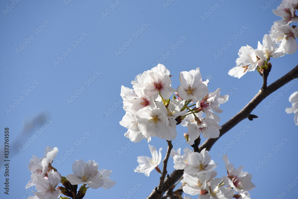 青空に桜 青空に桜