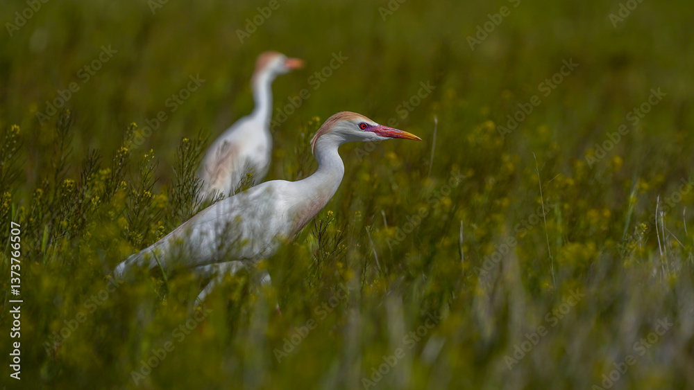Fototapeta premium Western Cattle Egret bird on the field