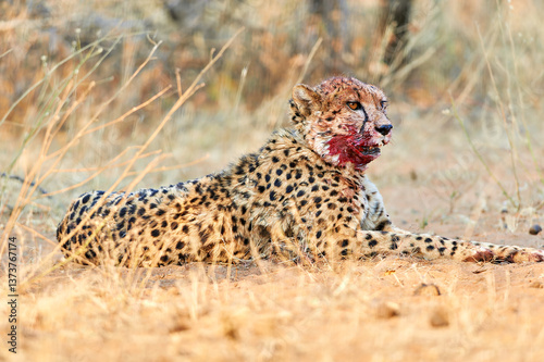 Namibia. Cheetah after a kill in Okonjima Reserve