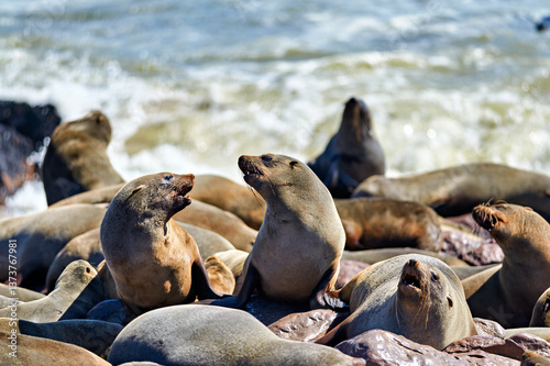 Namibia. Skeleton Coast. Cape fur seal colony at Cape Cross