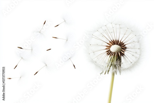 dandelion with seeds blowing away in wind isolated on  white background