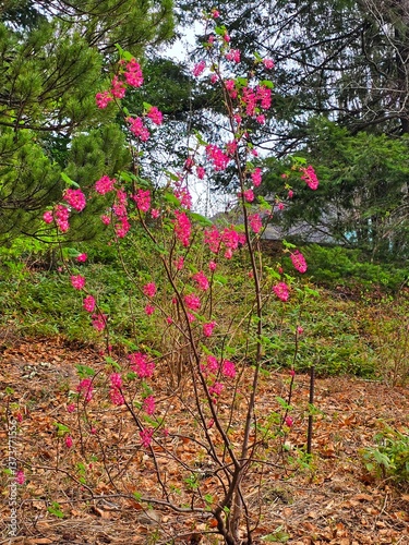 Vibrant pink flowering tree in spring 