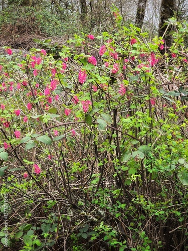 Pink flowers in the garden