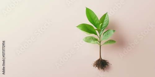 Fresh green plant sprouting from soil against a neutral background.