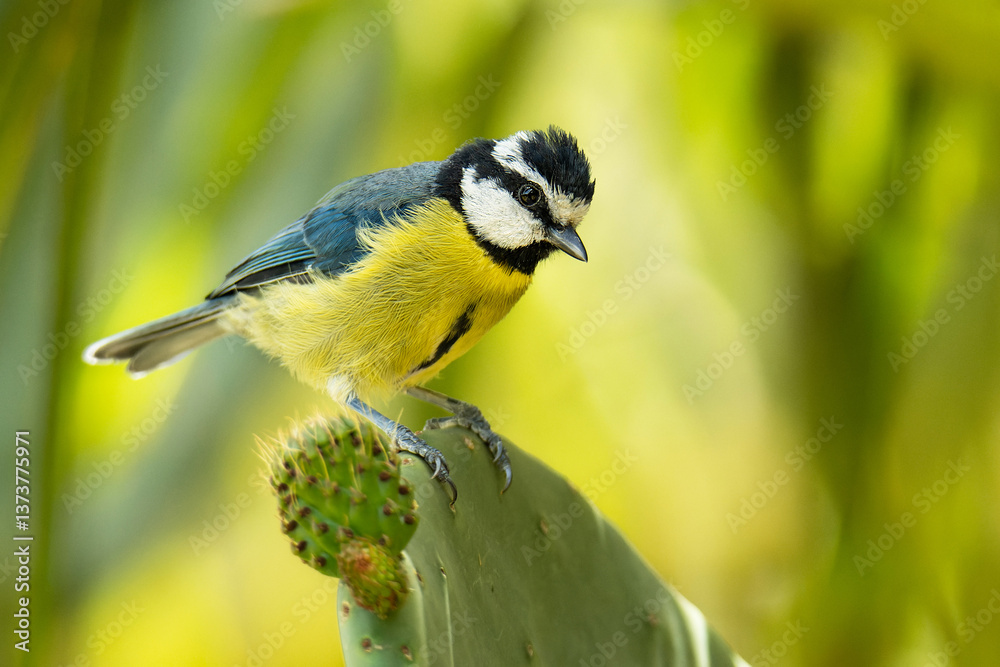 Obraz premium African blue tit (Cyanistes teneriffae), with a beautiful green coloured background. Colourful songbird with blue feathers sitting on the cactus. Wildlife scene from nature, Tenerife, Spain