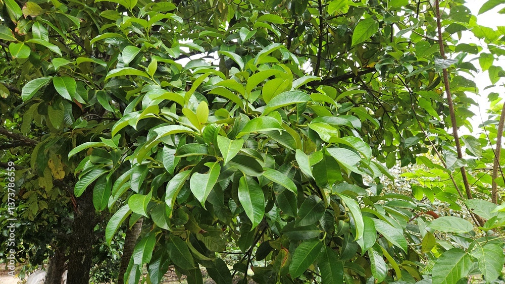 Close-up shot captures the lush foliage of a mangosteen tree, showcasing its vibrant green leaves in Mekong Delta Vietnam. Close-up shot captures the lush foliage of a mangosteen tree, showcasing its vibrant green leaves in Mekong Delta Vietnam.