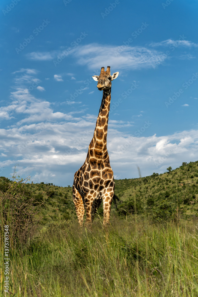 Fototapeta premium Male giraffe standing in the green grass in the green season with a beautiful sky between the mountains of Pilanesberg National Park in South Africa