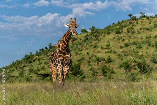 Male giraffe standing in the green grass  in the green season with a beautiful sky between the mountains of Pilanesberg National Park in South Africa photo