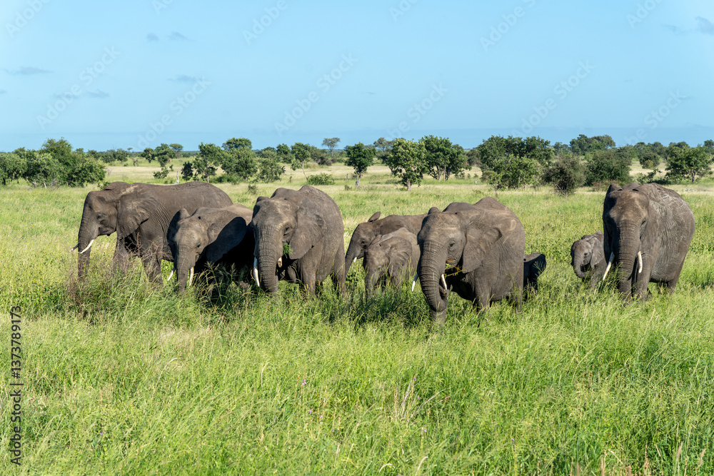 Fototapeta premium Elephant herd moving around for food and water in the Kruger National Park in South Africa