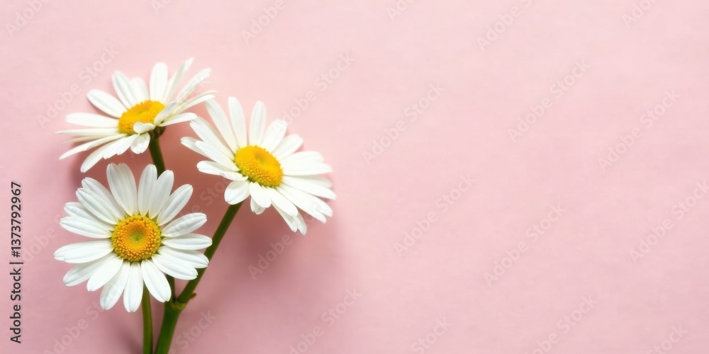 Obraz premium Delicate Daisies Arranged on a Soft Pink Background, Creating a Peaceful and Serene Floral Composition Perfect for Various Design Applications