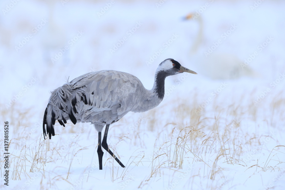 Obraz premium The common crane (Grus grus), also known as the Eurasian crane, is a bird of the family Gruidae, the cranes. This photo was taken in Japan.